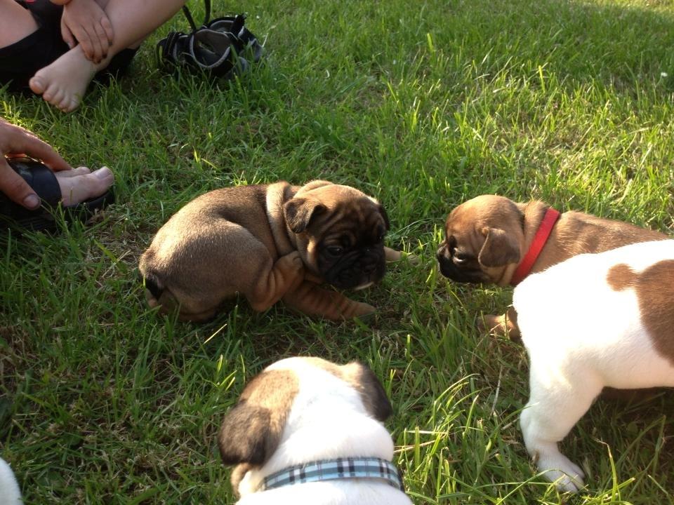 Fransk bulldog Tjoco - Ååh mini mini Tjoco & søskende! <3 billede 16
