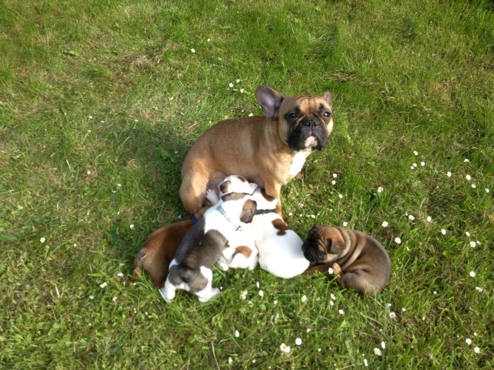 Fransk bulldog Tjoco - Tjoco's moar & banditterne :-) billede 17