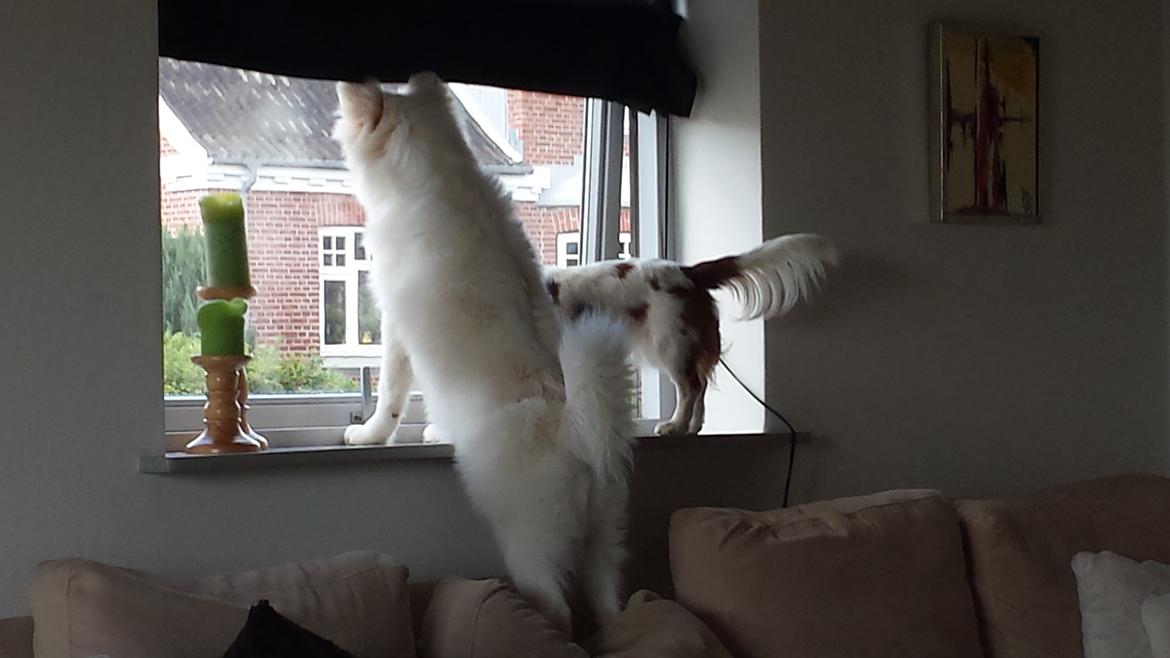 Samojedhund Mille billede 16