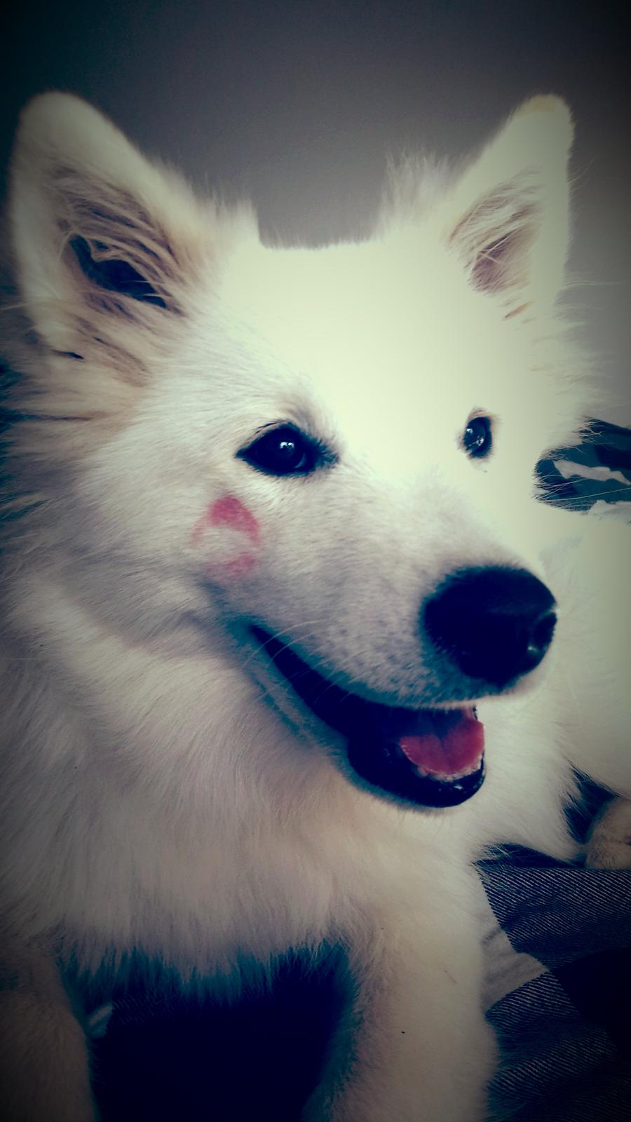 Samojedhund Mille billede 17