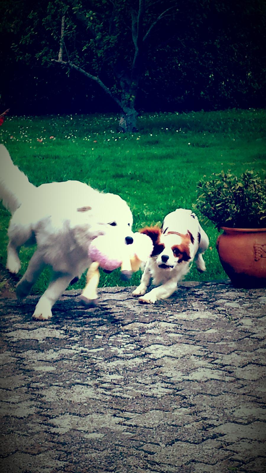 Samojedhund Mille billede 18