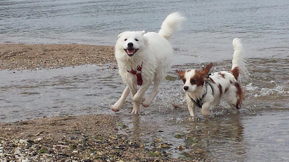 Samojedhund Mille billede 19