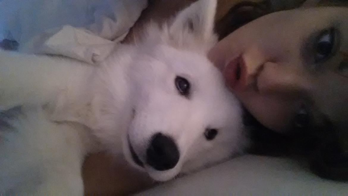 Samojedhund Mille billede 20