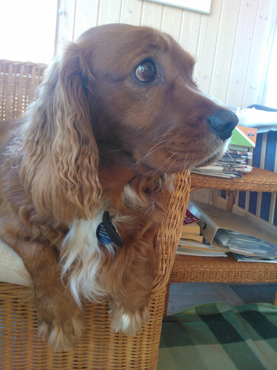 Blanding af racer Max min elskede Himmelhund billede 21