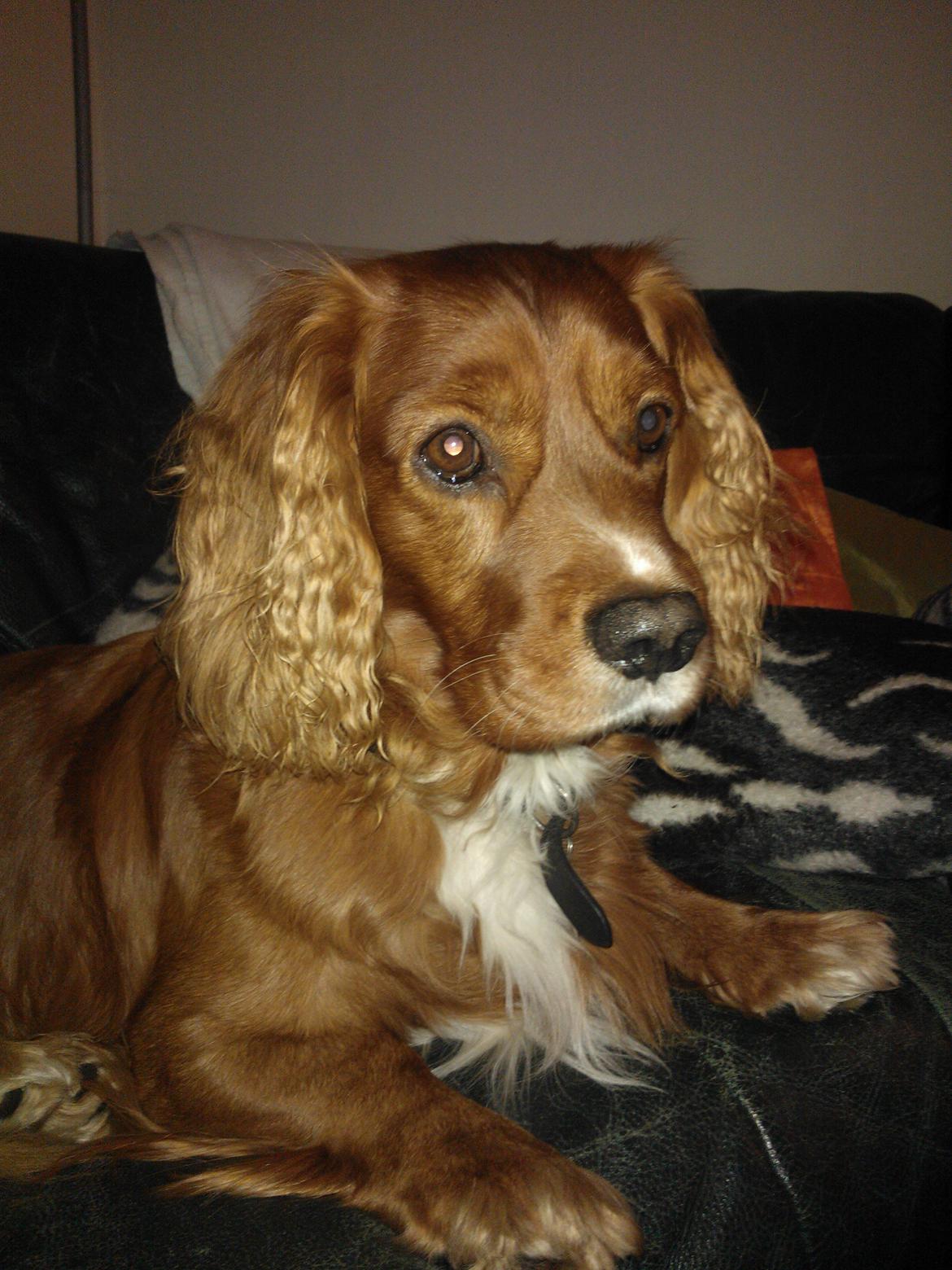 Blanding af racer Max min elskede Himmelhund billede 22