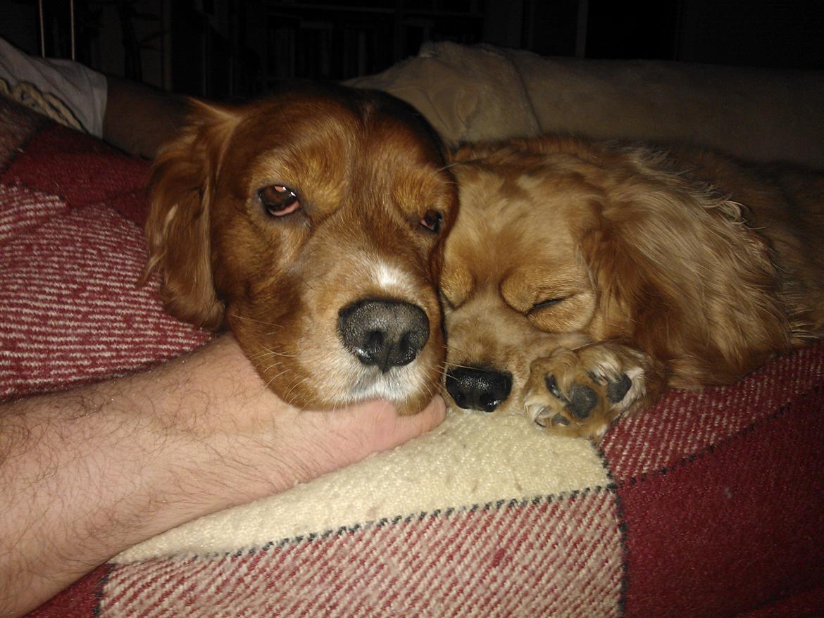 Blanding af racer Max min elskede Himmelhund billede 23