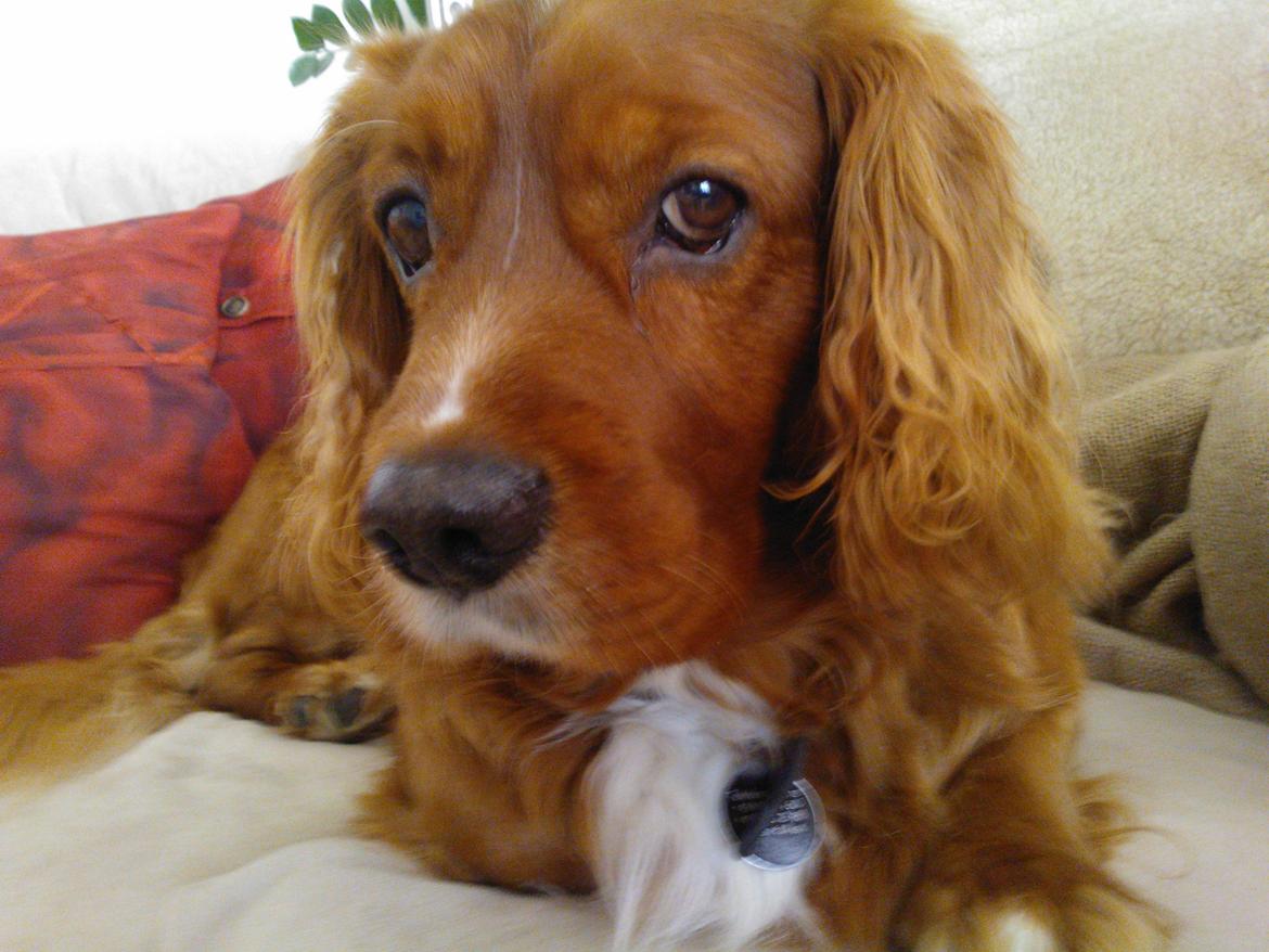 Blanding af racer Max min elskede Himmelhund billede 24