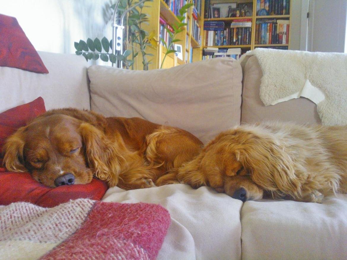 Blanding af racer Max min elskede Himmelhund billede 25