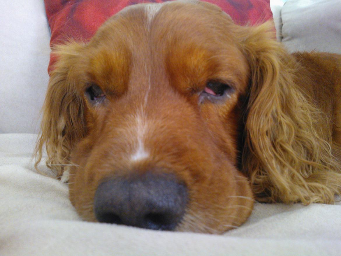 Blanding af racer Max min elskede Himmelhund billede 26