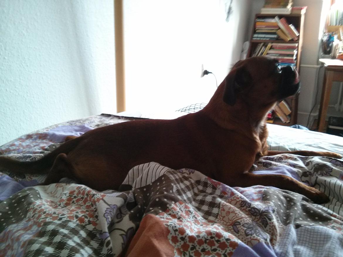 Griffon petit brabancon Arthur billede 1