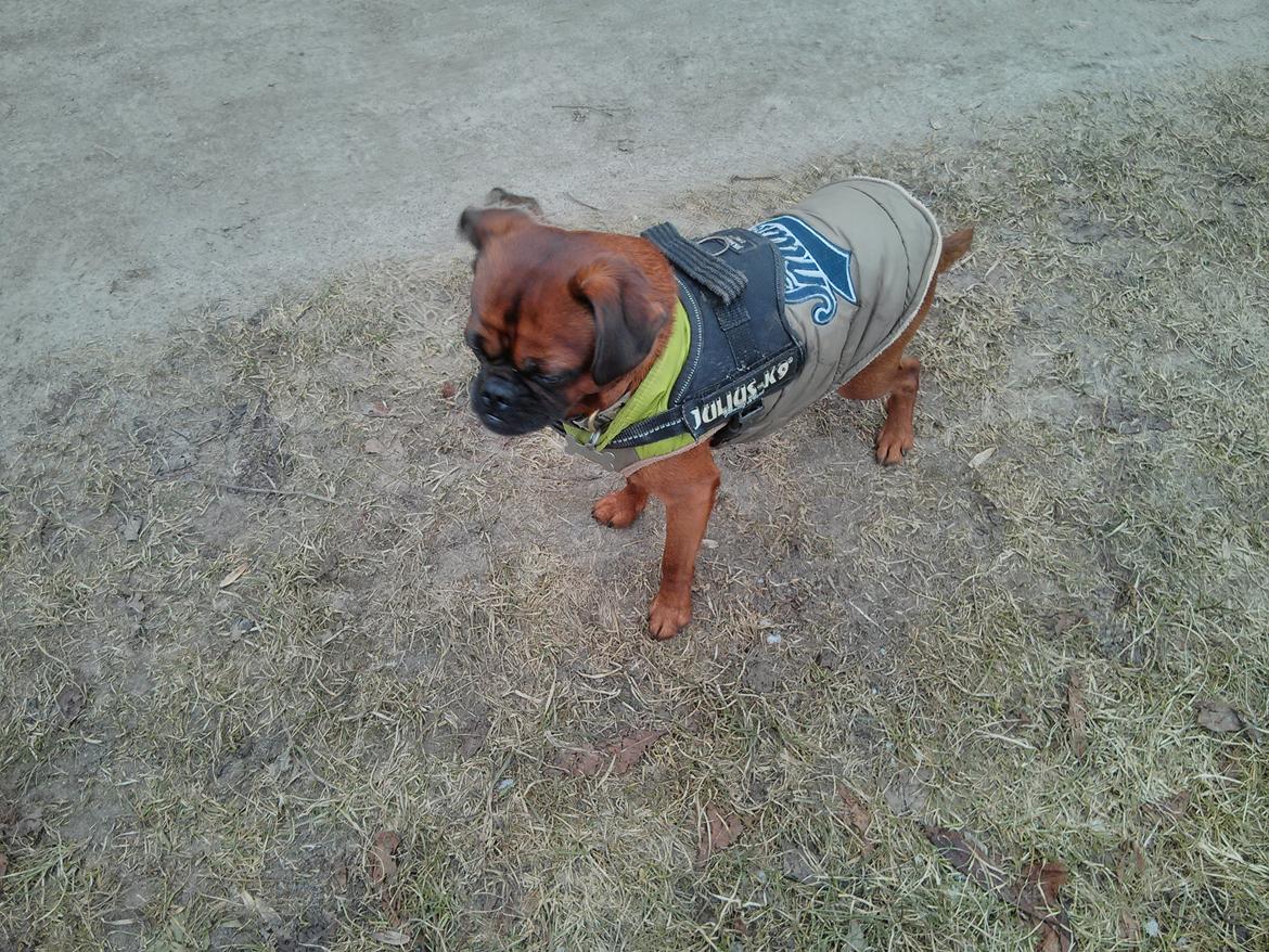 Griffon petit brabancon Arthur billede 2