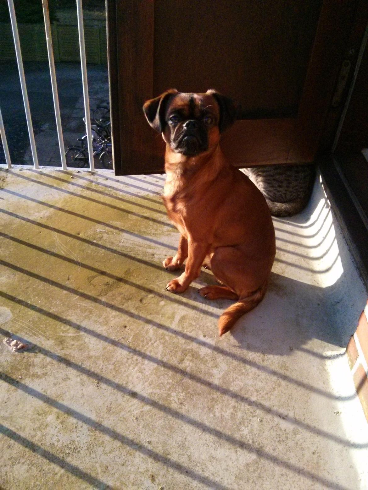 Griffon petit brabancon Arthur billede 3