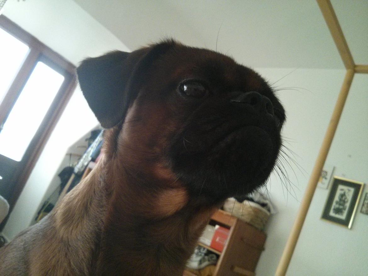 Griffon petit brabancon Arthur billede 4