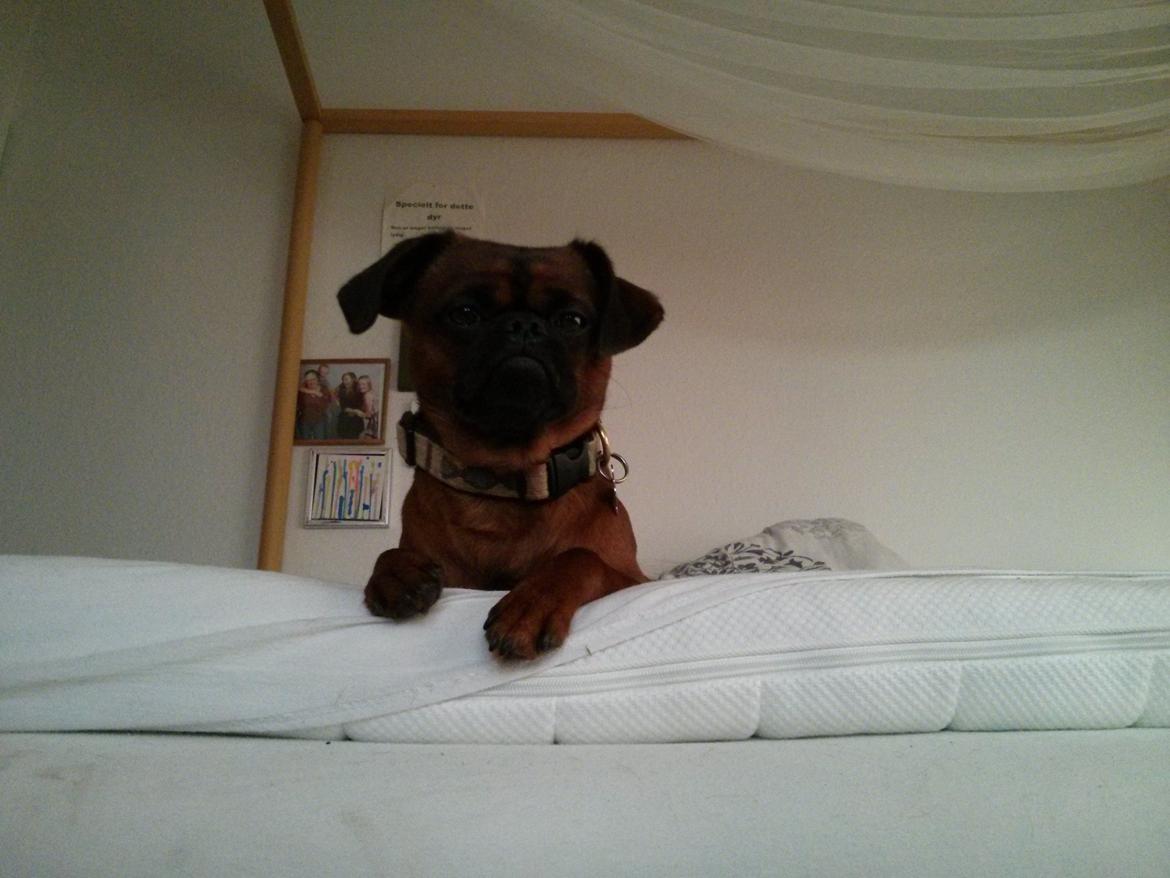 Griffon petit brabancon Arthur billede 5