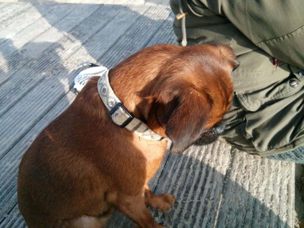 Griffon petit brabancon Arthur billede 6