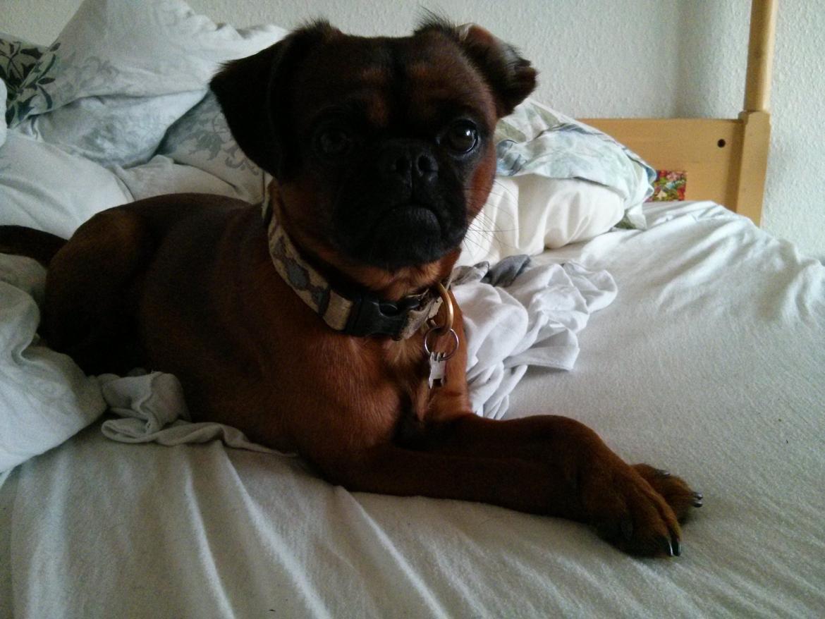 Griffon petit brabancon Arthur billede 7