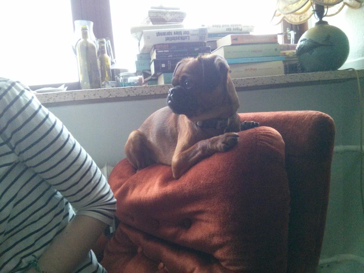 Griffon petit brabancon Arthur billede 8