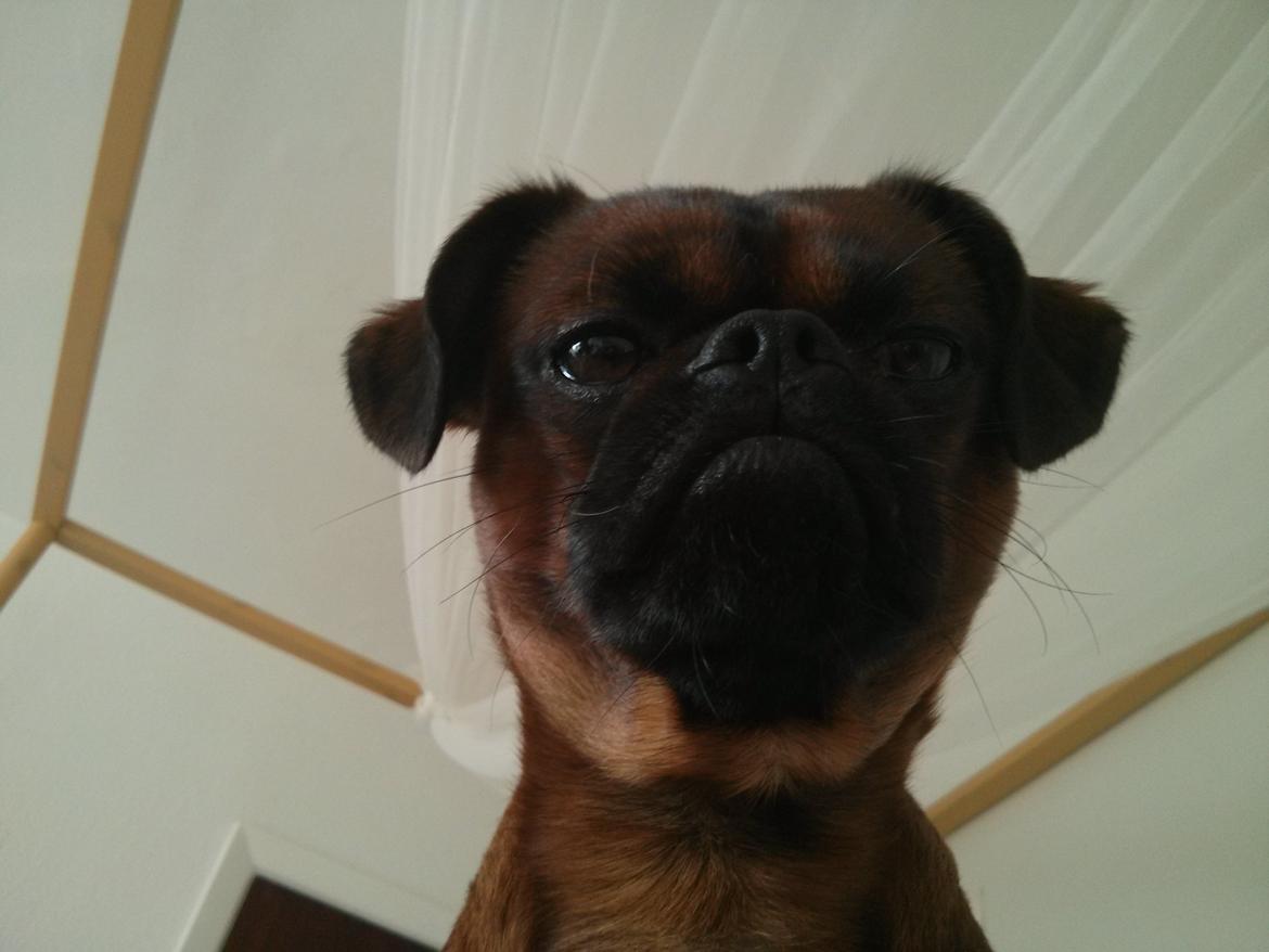 Griffon petit brabancon Arthur billede 9