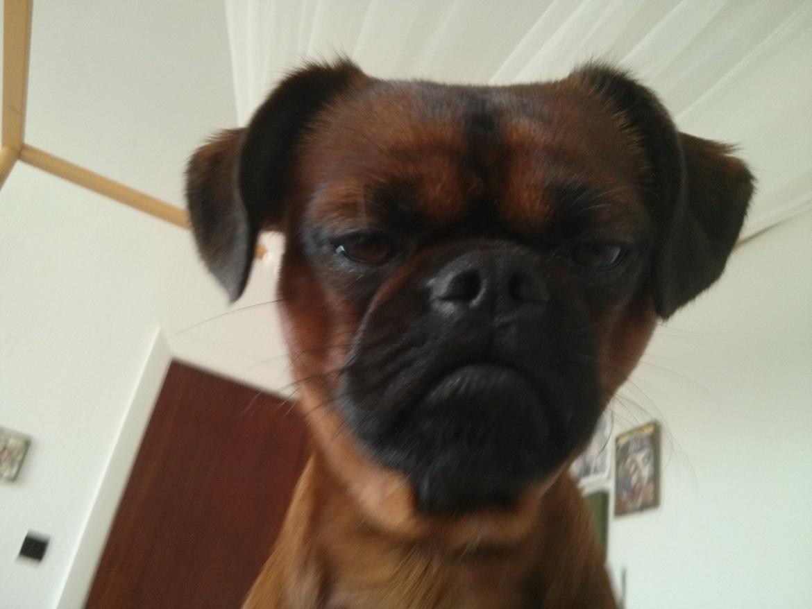 Griffon petit brabancon Arthur billede 10