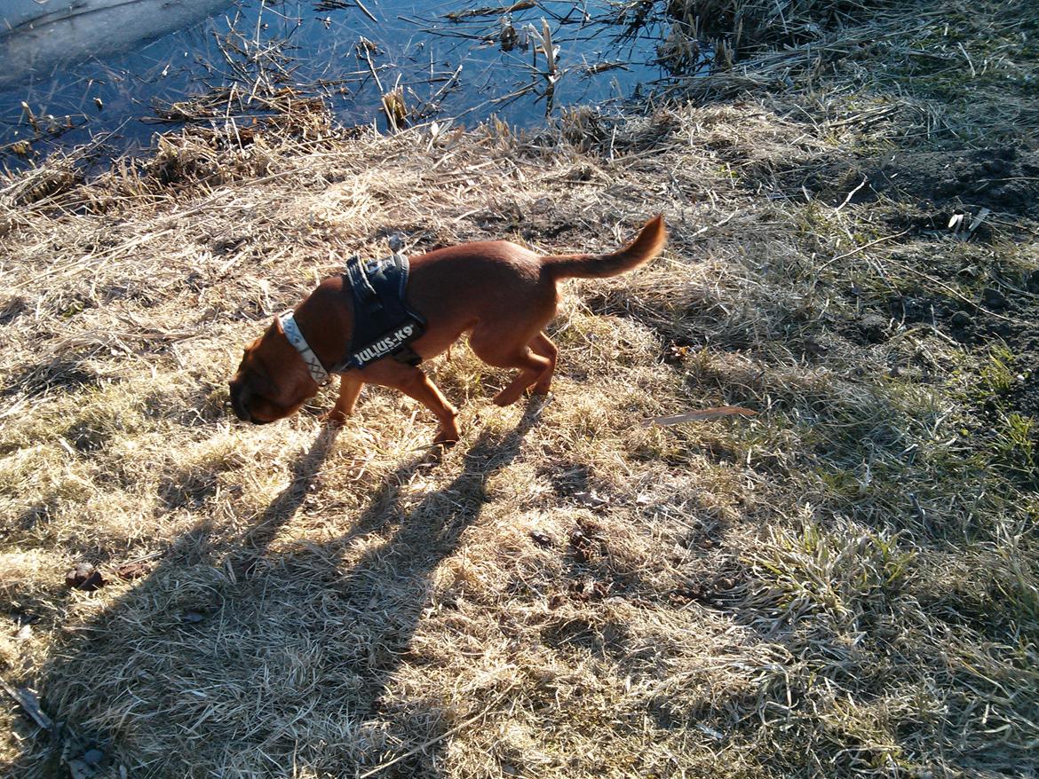 Griffon petit brabancon Arthur billede 11