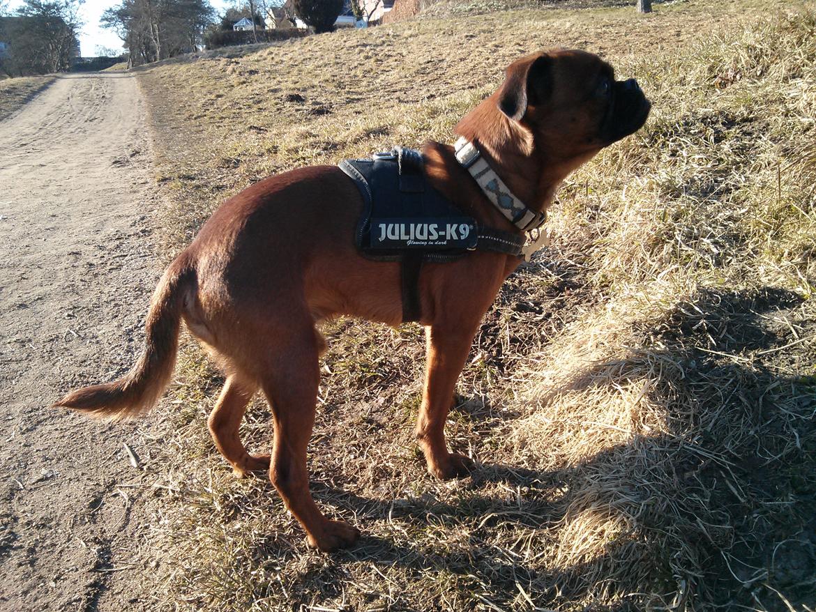 Griffon petit brabancon Arthur billede 12