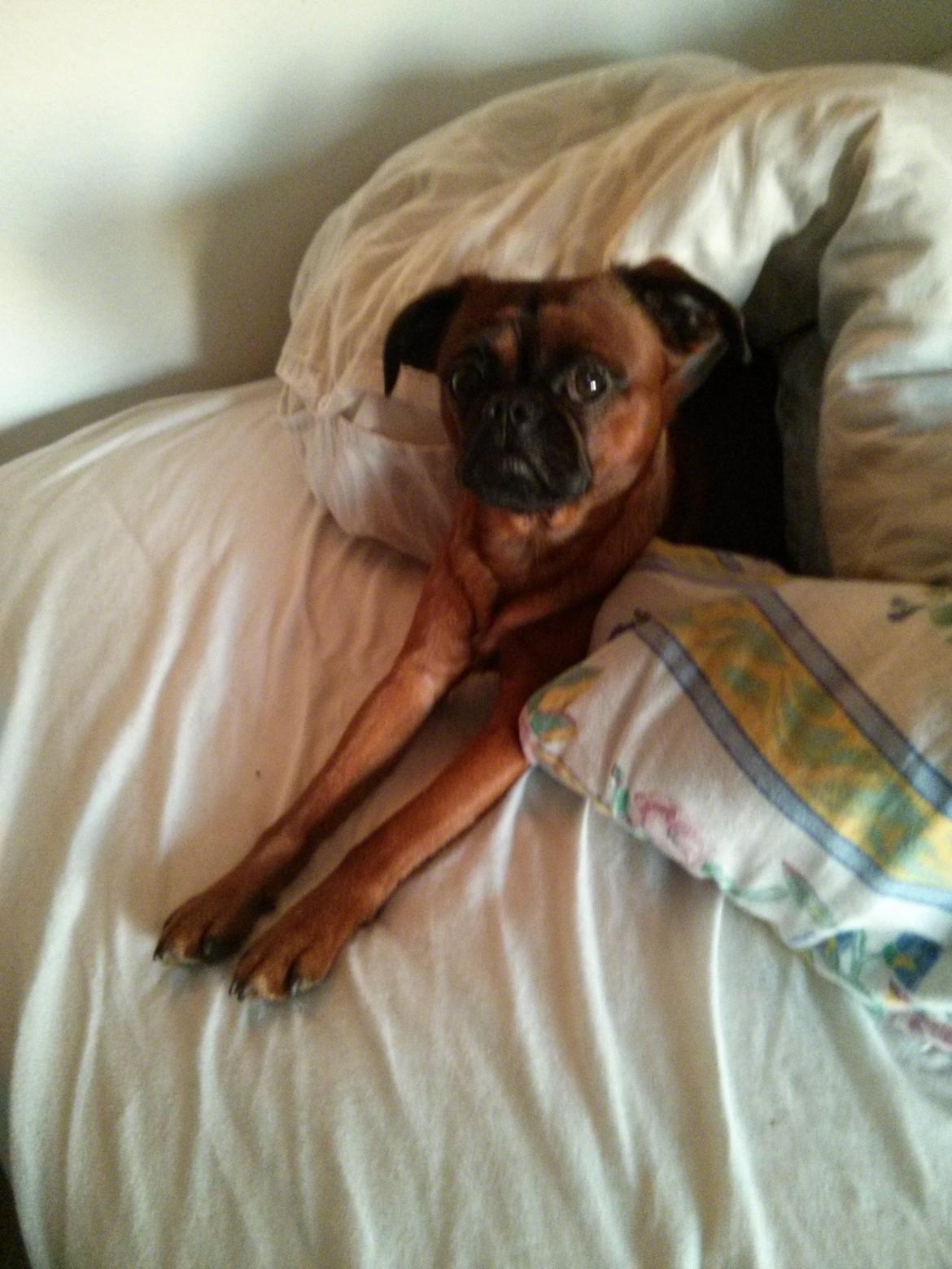 Griffon petit brabancon Arthur billede 13