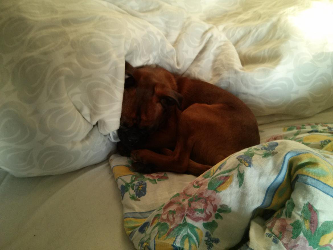 Griffon petit brabancon Arthur billede 14