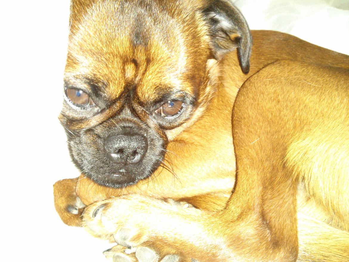 Griffon petit brabancon Arthur billede 15