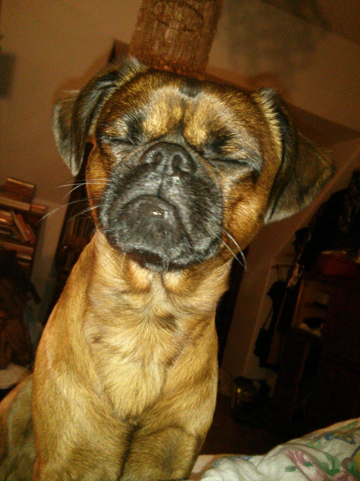 Griffon petit brabancon Arthur billede 16