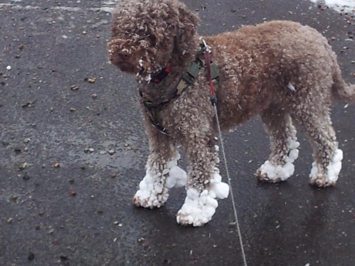 Lagotto romagnolo Chilli, Angeli mia billede 7
