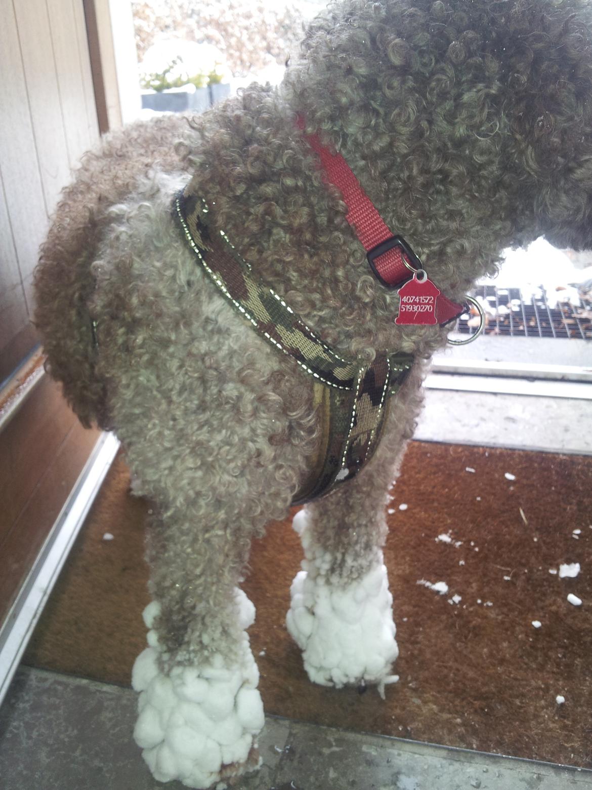 Lagotto romagnolo Chilli, Angeli mia - Så nu vil gerne ind for at få skyllet al den sne og is af, nå! billede 8