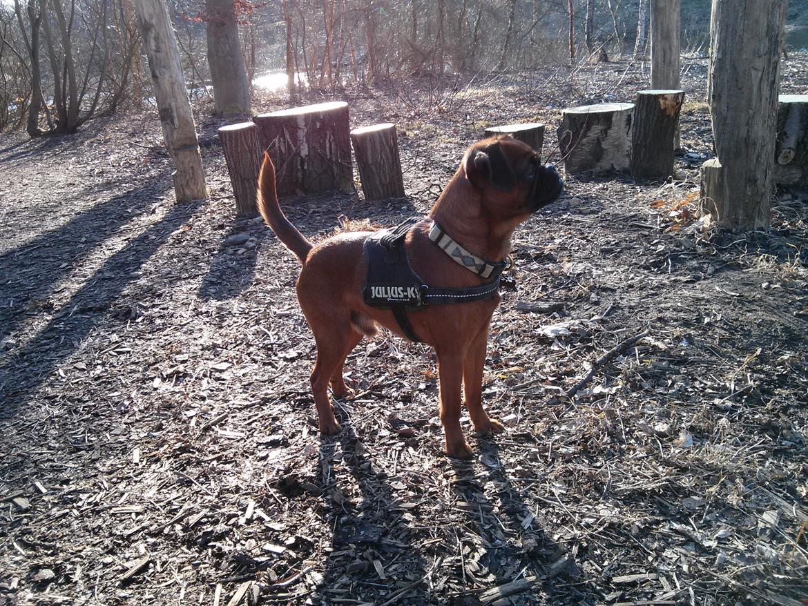 Griffon petit brabancon Arthur billede 17