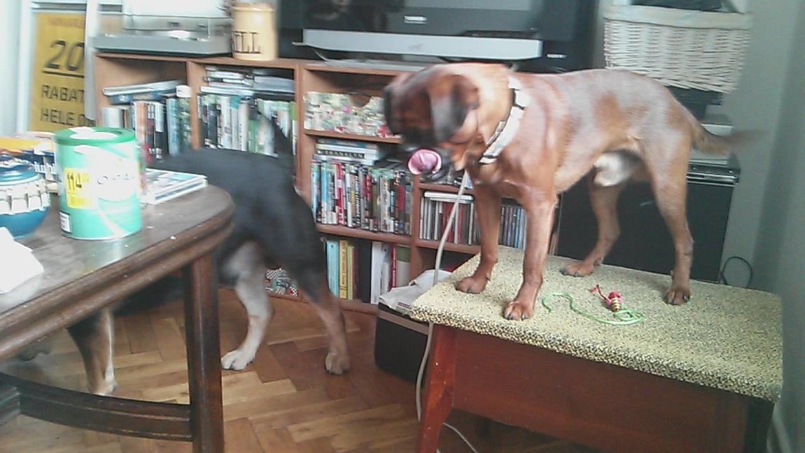 Griffon petit brabancon Arthur billede 18