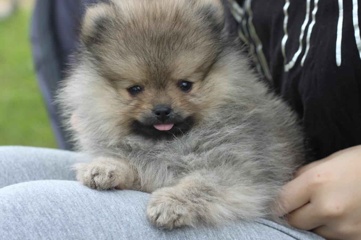 Pomeranian Dean - Dean, 9 uger.  billede 14