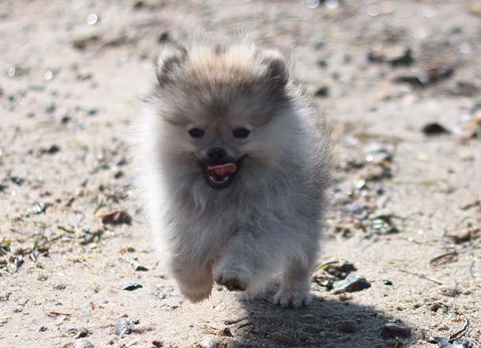 Pomeranian Dean - En løbetur på stranden! 12 uger gammel.  billede 13