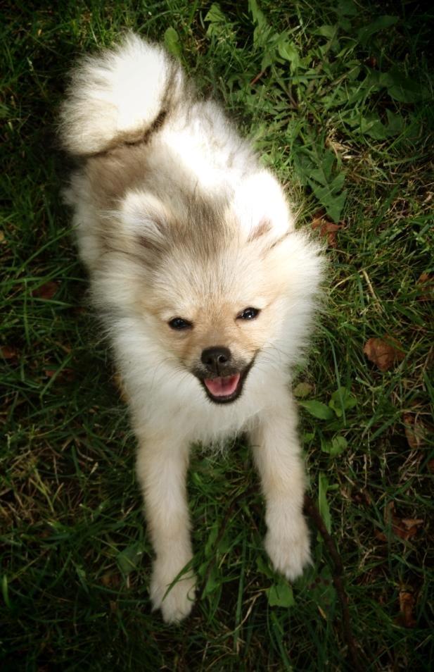 Pomeranian Dean - Dean, 5 måneder.  billede 8