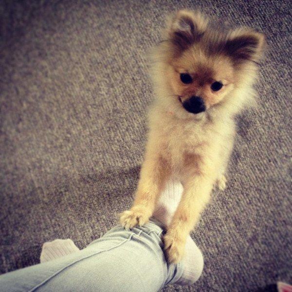 Pomeranian Dean billede 10