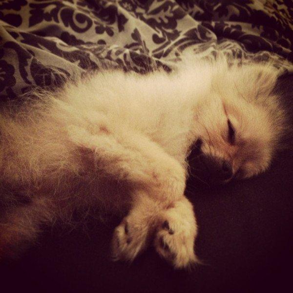 Pomeranian Dean billede 11