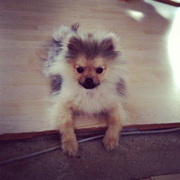 Pomeranian Dean billede 12