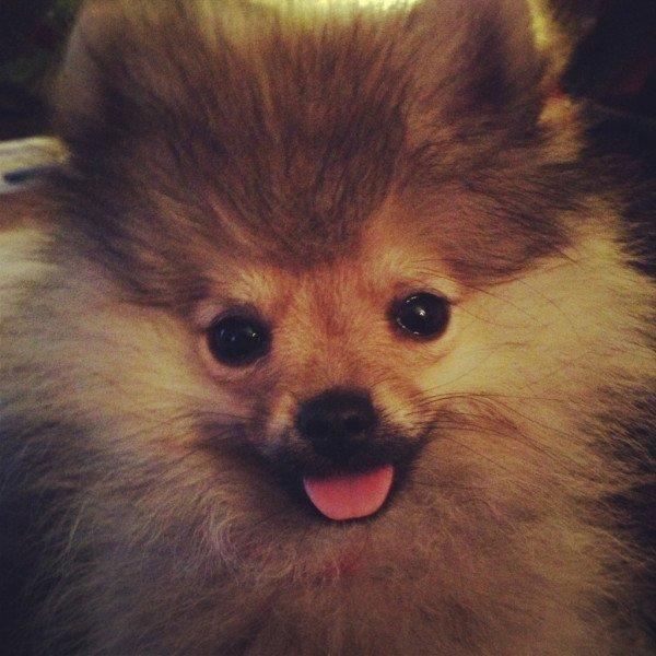 Pomeranian Dean - 3 måneder gammel.  billede 9