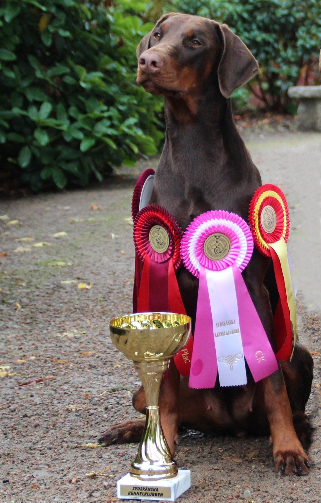 Dobermann DKKV13 AJW13 LUCH Proud Danish Flying Indian Girl billede 44