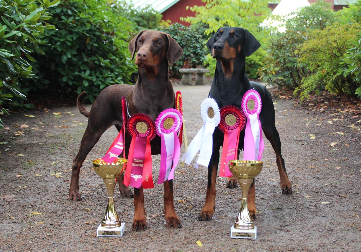 Dobermann DKKV13 AJW13 LUCH Proud Danish Flying Indian Girl - 
International Cacib show Sofiero in Sweden 15th Sep. 2013
Proud Danish Flying Indian Girl
Ex1 ck Bedste tæve og BIR

 
Proud Danish Dream Of Mine
Ex1 ck Cacib 2. Bedste tæve
  billede 27