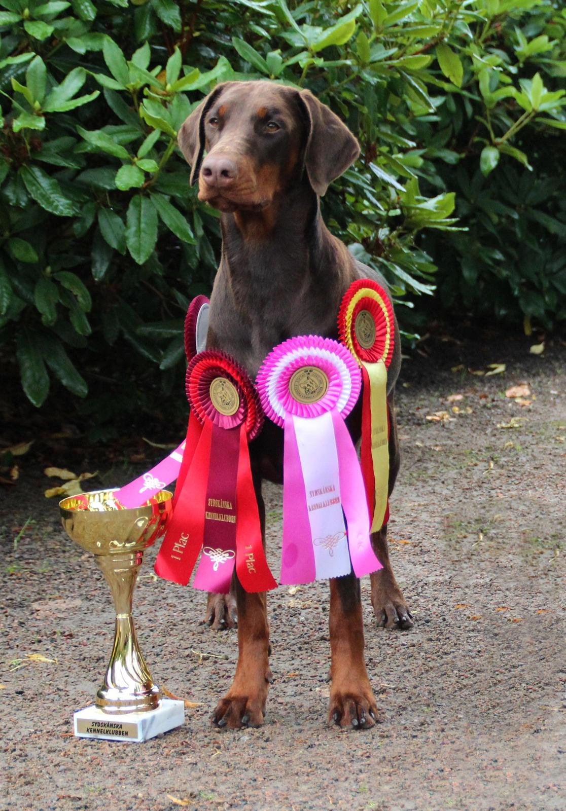 Dobermann DKKV13 AJW13 LUCH Proud Danish Flying Indian Girl billede 19