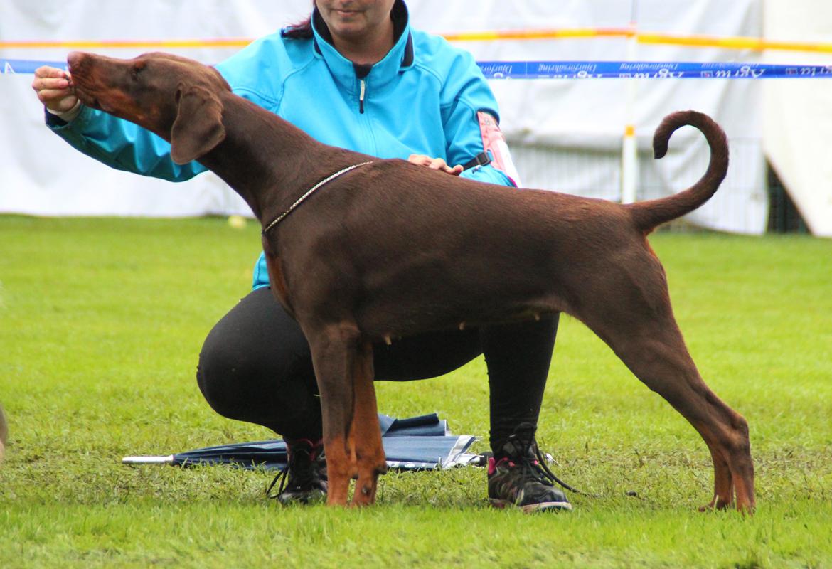 Dobermann DKKV13 AJW13 LUCH Proud Danish Flying Indian Girl billede 45