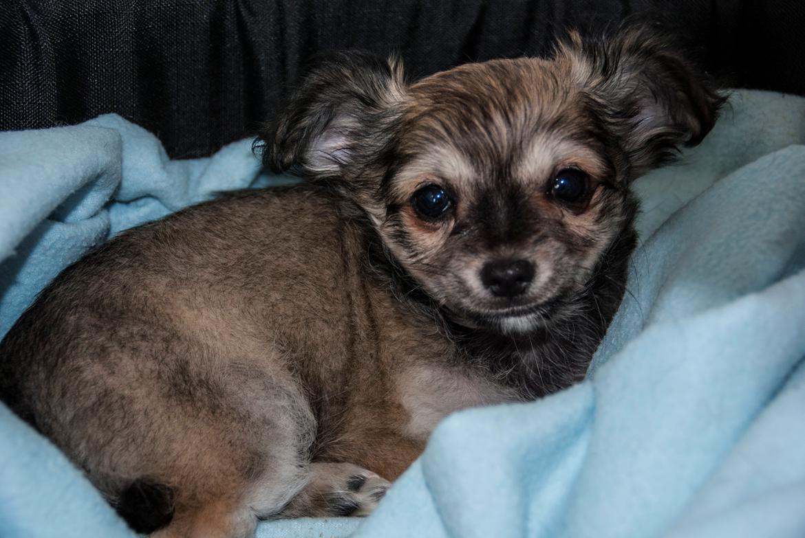 Chihuahua Mbailey Hope - 8 uger gammel billede 2