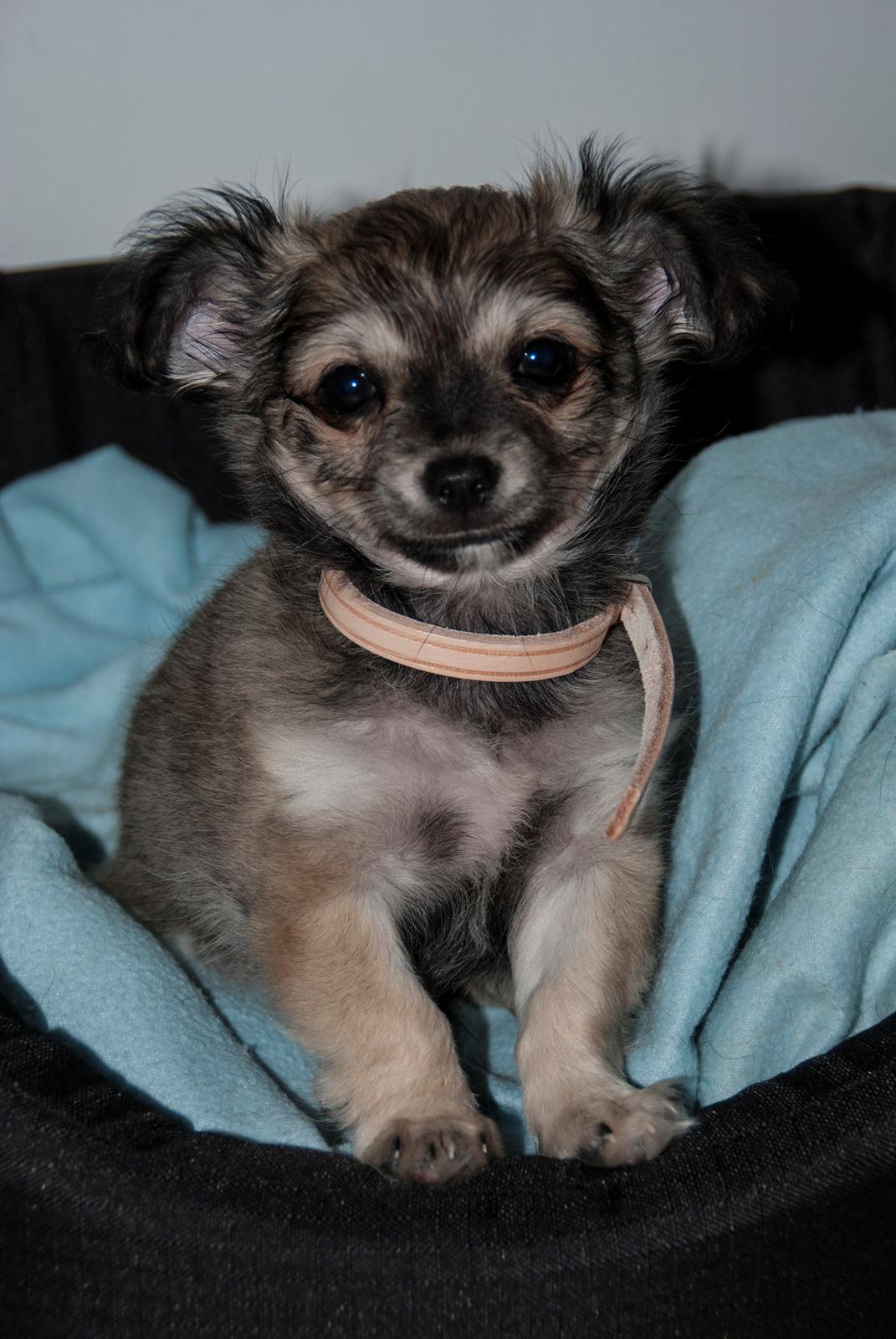 Chihuahua Mbailey Hope billede 3