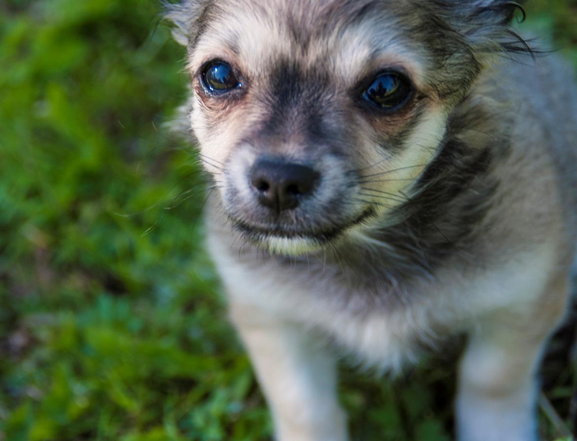 Chihuahua Mbailey Hope billede 4