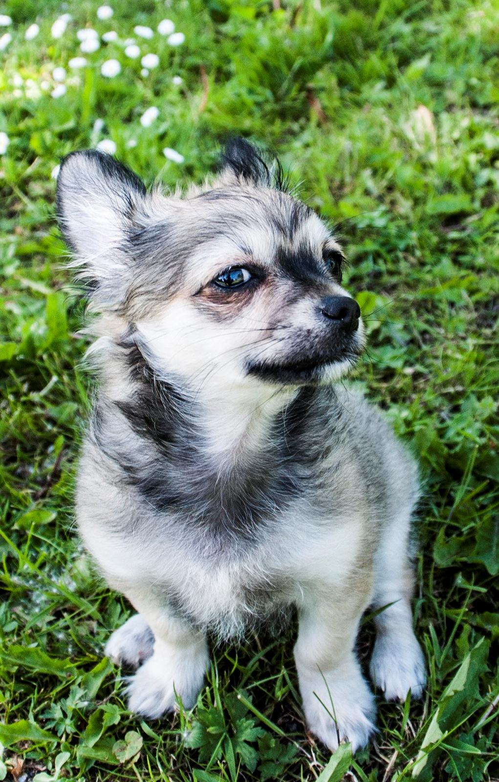 Chihuahua Mbailey Hope billede 5