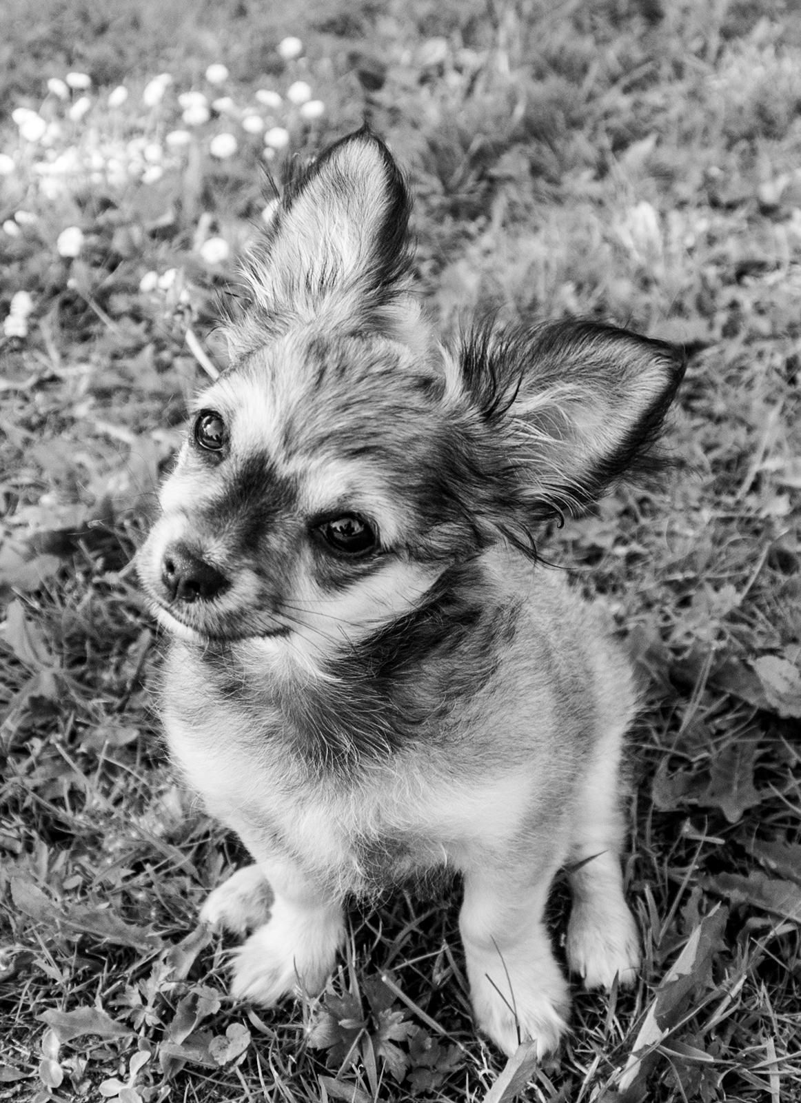 Chihuahua Mbailey Hope billede 6