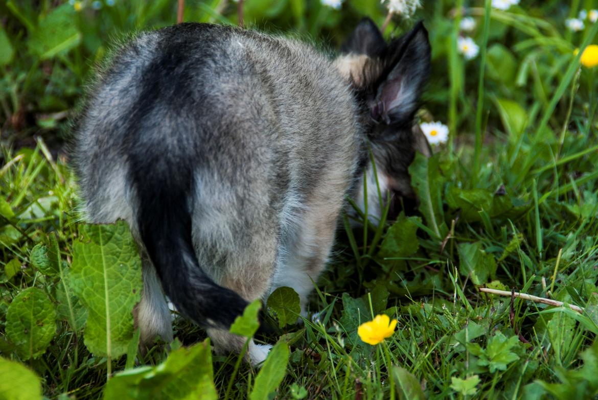 Chihuahua Mbailey Hope billede 7